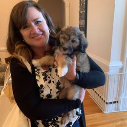Sheepadoodle Puppies from Narrow Path Puppies
