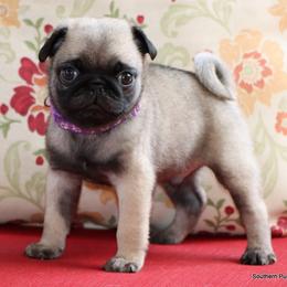Goose - Fawn male Pug puppy in Winnsboro, Texas from Southern pugs