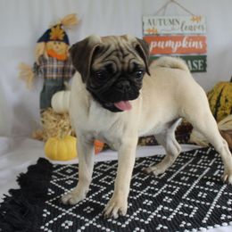 Lila - Fawn female Pug puppy in Tuscola, Illinois from Dream on puppies