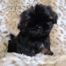 Shih Tzu Puppies from Precious Heirloom Shih Tzus