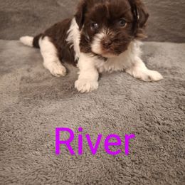 Havanese Puppies from Coyle Havanese Babies