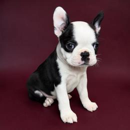 AKC Trixie - Black brindle and white female Boston Terrier puppy in Galena, Kansas from RottNBostons