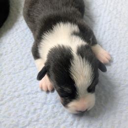 Boy 2 - Black and tan male Pembroke Welsh Corgi puppy in Edinburgh, Indiana from J Bar M Corgis