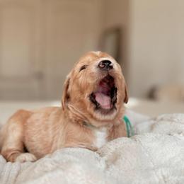 Vail, Girl - Cream female Goldendoodle puppy in Maricopa, Arizona from Desert Ridge Doodles