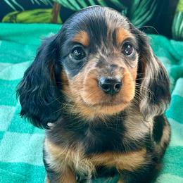 Beaumont - Black and tan male Dachshund puppy in Salem, Oregon from Longdox Mini Dachshunds