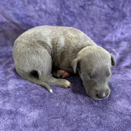 Mermaid - Blue brindle female Whippet puppy in Gentry, Arkansas from Mardel Robeson of Mulberry Hollow Whippets