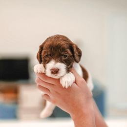 Hershey - Parti male Goldendoodle puppy in Punta Gorda, Florida from Transformation Acres Goldendoodle
