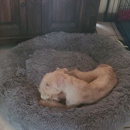 Giant Schnauzer and Lakeland Terrier Puppies from Lazy VL Lakelands