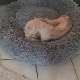 Giant Schnauzer and Lakeland Terrier Puppies from Lazy VL Lakelands