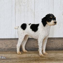 Sidney - Cavalier King Charles Spaniel