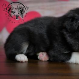 Dream - Black tri-color female Australian Shepherd puppy in Fultonville, New York from Sandy Aussies & Pomeranians