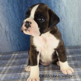 Cadogans Valor - Brindle male Boxer puppy in Clinton, Iowa from Cadogans Boxers