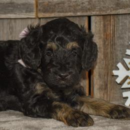 Girl 2 - female Goldendoodle puppy in Macedon, New York from Toodles Goldendoodles