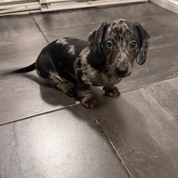 Midnight - Dapple male Dachshund puppy in Moreno Valley, California from rdachshunds