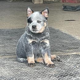 Paris - Blue speckled female Australian Cattle Dog puppy in Pryor, Oklahoma from Branded Outlaw Cattle Dogs