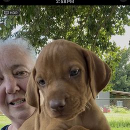 Boy 3rd pick - Golden rust male Vizsla puppy in Boaz, Alabama from MountainTop Vizslas