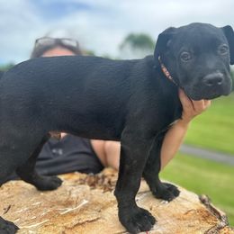 Karan, Boy 2 Black with brown collar - Cane Corso puppy from K9 Guardian Cane Corso