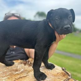 Karan, Boy 2 Black with brown collar - Cane Corso puppy from K9 Guardian Cane Corso