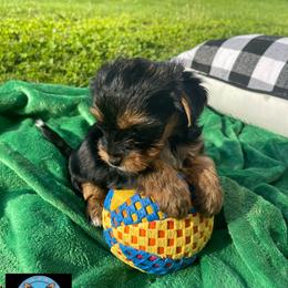 Yorkshire Terrier Puppies from TK PUPS