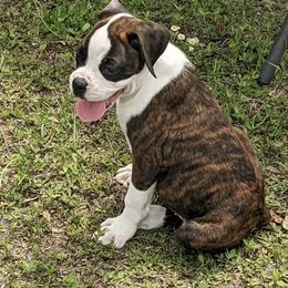 Boxers from Myboxerpuppies