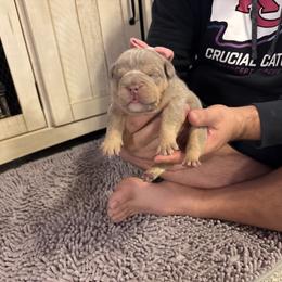 Aussiedoodle, Bulldog, Miniature Australian Shepherd, Poodle, and Toy Australian Shepherd Puppies from Mowry Creek Mini Aussiedoodles and More
