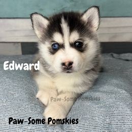 Edward - Black and white male Pomsky puppy in Krum, Texas from Paw-Some Pomskies