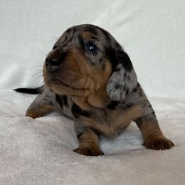 Wilma - Dapple female Dachshund puppy in Callahan, Florida from Little Foot Kennels