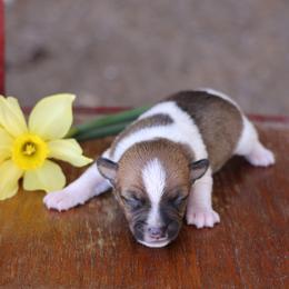 Conner - Brown and white male Jack Russell Terrier puppy in West Bend, Iowa from Blue Skies Terriers