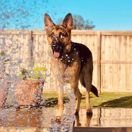 German Shepherds from NuLeaf German Shepherds