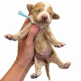 Blue Boy - Apricot male Goldendoodle puppy in Hot Springs, Arkansas from Hot Springs Kennels
