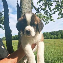 Stella - Brown and white female Saint Bernard puppy in Kinsman, Ohio from Coleman Saint Bernards of Ohio