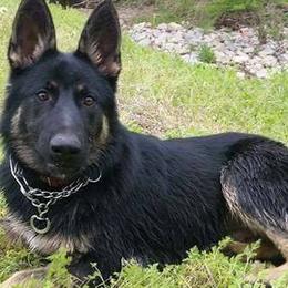German Shepherds from Hobbs Family Shepherds