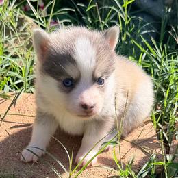 Blue girl - Blue female Pomsky puppy in Enid, Oklahoma from Mile Hi Pomskies