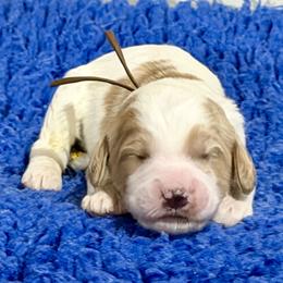 Brown Collar - Apricot male Australian Labradoodle puppy in Coeur D'alene, Idaho from Lake City Labradoodles