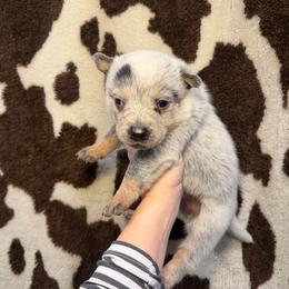Alicia - Blue speckled female Australian Cattle Dog puppy in Rosharon, Texas from 4Surge Cattle Dogs
