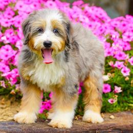 Ruth (socialization program grad) - Blue merle female Bernedoodle puppy in Dundee, Ohio from Down Home Doodle