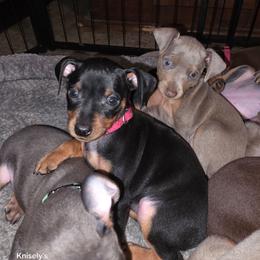 BLBKF2 9-26 Red(Maggie) - Black and tan female Miniature Pinscher puppy in Middle Point, Ohio from Knisely's Min Pins-AKC