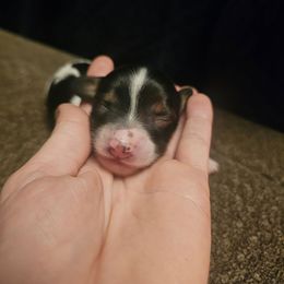 Quin - Piebald female Dachshund puppy in Poplar Bluff, Missouri from DT Dachshunds