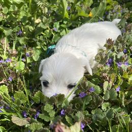 Jinx - White male Coton de Tulear puppy in Rubicon, Wisconsin from Darryl's Cotons de Tulear