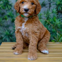 Green collar - Apricot male Goldendoodle puppy in Palmetto Bay, Florida from SOMIDOODLES