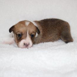 Twix - Red female Pembroke Welsh Corgi puppy in Paradise, Texas from Corgis in Paradise