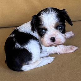 Cavalier King Charles Spaniel Puppies from Acorn Hollow Cavaliers