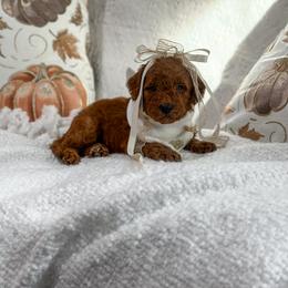 Pink collar girl - Red  female Goldendoodle puppy in Spokane, Washington from Dream Doodles in Spokane WA