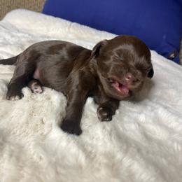 Peppermint Patty, darker chocolate with white toes - Chocolate and white female Havapoo puppy in Tropic, Utah from Lady Paws-Kara