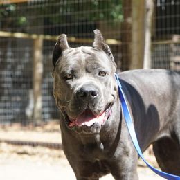 Cane Corso All Grown Up from Garmr Cane Corso
