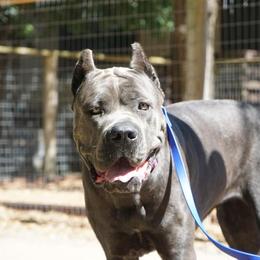 Cane Corso All Grown Up from Garmr Cane Corso