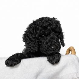 Copper - Black male Goldendoodle puppy in Yakima, Washington from HoneyPaw Doodles