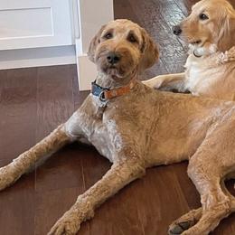 Goldendoodles from Blue Ridge Goldens