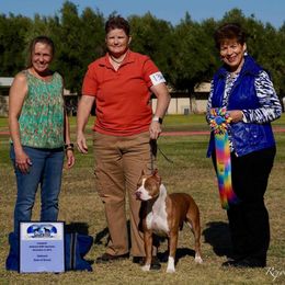 Autumn - American Pit Bull Terrier