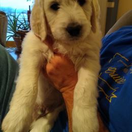 Goldendoodle Puppies from SuperDog Doodles